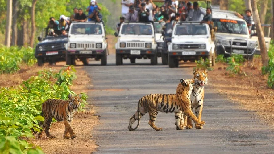 Amazing Jim Corbett Tour Package