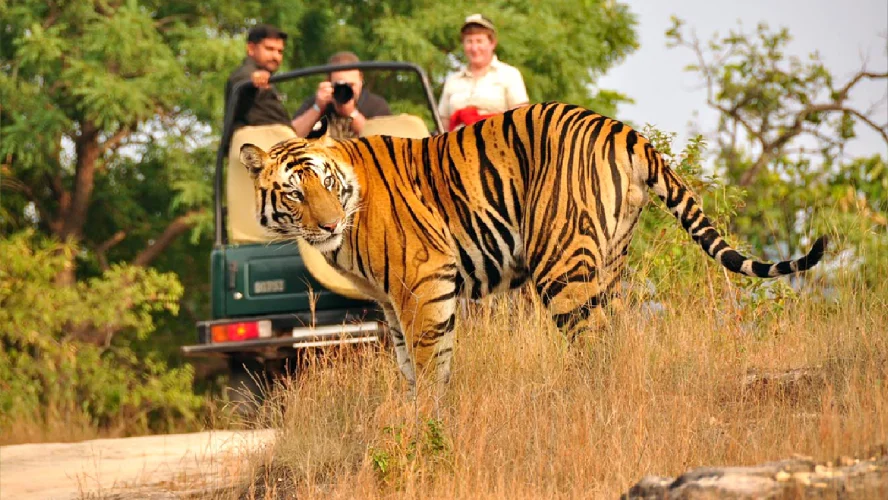 Amazing Jim Corbett Tour Package