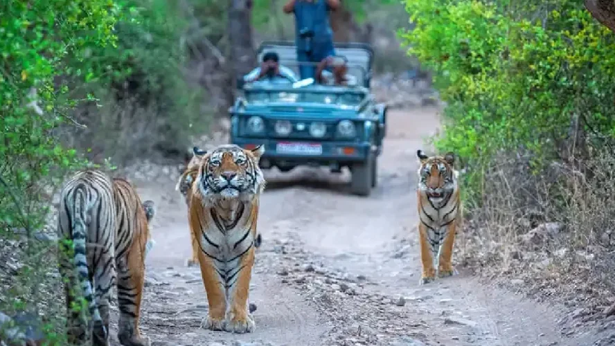 Amazing Jim Corbett Tour Package